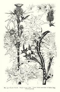 苏格兰蓟；高度可达4英尺；下部的叶子有时有18英寸长；花是紫色的（雕刻）。 作者 英语学校