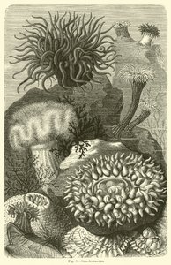 海海葵 作者 英语学校