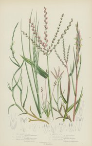 海硬草、早熟禾、双穗脐草、多穗脐草、爬行狗牙（彩色石版画） 作者 英语学校