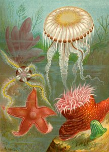 海果冻和海星 作者 英语学校