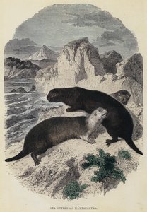堪察加的海獭（彩色雕刻） 作者 英语学校