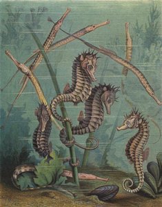 海马和琵琶鱼(彩色雕刻) 作者 英语学校