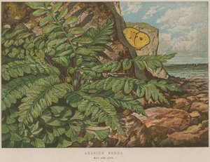 海边蕨类植物 作者 英语学校