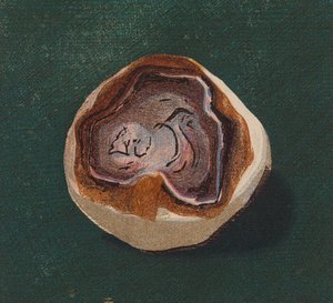 海滨卵石（彩色石版印刷） 作者 英语学校