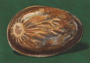 海滨卵石（彩色石版印刷） 作者 英语学校