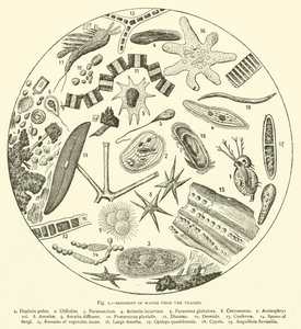 泰晤士河的水的沉积物（雕刻）。 作者 英语学校