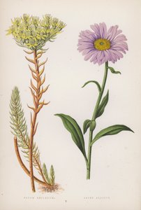 反折景天；阿尔卑斯紫菀（彩色石版画） 作者 英语学校