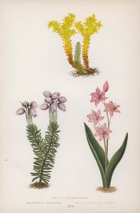 景天； Menziesia Caerulea; Scilla Bifolia Rubra（彩色石版画） 作者 英语学校