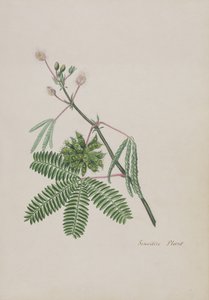 敏感植物，诗集，石墨图纸和水彩画插图，c.1828（纸上wc） 作者 英语学校