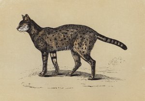 薮猫（彩色印刷） 作者 英语学校