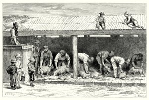剪羊毛（雕刻） 作者 英语学校