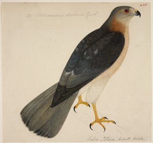 Shikra 或 "Accipiter badius 作者 英语学校