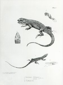 Shingled Iguana，来自查尔斯达尔文的“HMS Beagle航行动物学，1832-36” 作者 英语学校