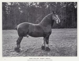 Shire Stallion“Buscot Harold”（石版画） 作者 英语学校