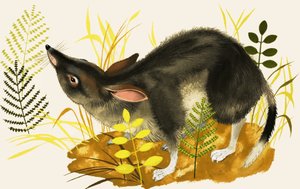泼妇 作者 英语学校