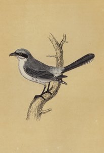 史莱克（彩色印刷） 作者 英语学校