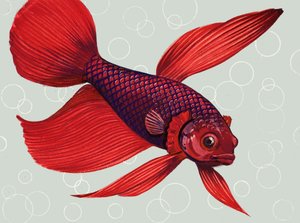 暹罗斗鱼 作者 英语学校
