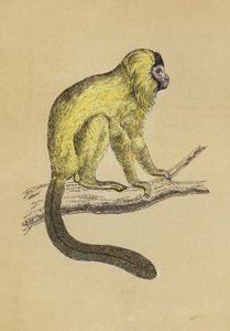 丝毛狨（彩色平版） 作者 英语学校