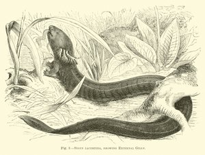 Siren lacertina，显示外部鳃 作者 英语学校