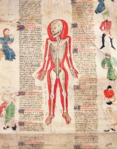 骷髅，来自De Arte phisicali e de cirugia，约翰阿登，1412年 作者 英语学校
