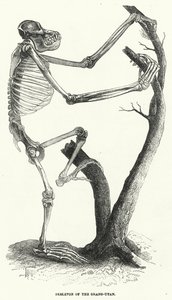 猩猩乌坦人的骨骼（雕刻） 作者 英语学校