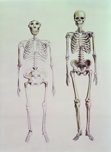南方古猿博伊西和智人的骷髅 作者 英语学校