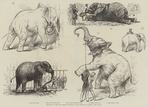动物园里的巨型非洲象草图（石版画） 作者 英语学校