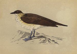 斯库拉（彩色平版） 作者 英语学校
