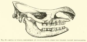 来自泰晤士河谷砖地的化石犀牛（R leptorhinus，Owen）的头骨 作者 英语学校