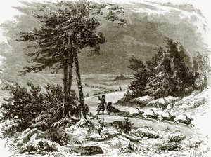 阿莫尔上的雪橇和狗 作者 英语学校