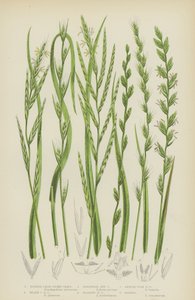 纤细假锦鸡儿草、希斯假锦鸡儿草、多年生黑麦草、大胡子黑麦草（彩色石版画） 作者 英语学校