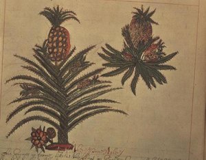 斯隆 4013 f.16v 《印度植物描述》中的菠萝树 作者 英语学校