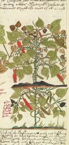 Sloane 4013 f.7 Det. "印度植物描述 "中的胡椒植物 作者 英语学校