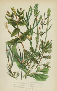 小塘边草、草塘边草、尖叶塘边草、草履状塘边草、卷曲塘边草（彩色石印版） 作者 英语学校