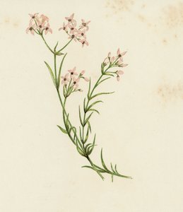 小半圆草，Asperula Cynanchica（彩色平版印刷） 作者 英语学校