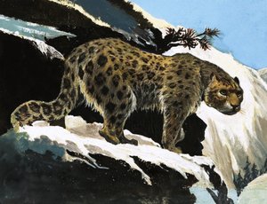 雪豹 作者 英语学校