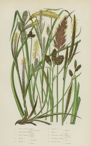 软褐色石楠，沼泽石楠，近头高山石楠，胡乱石楠，黑石楠（彩色石楠）。 作者 英语学校