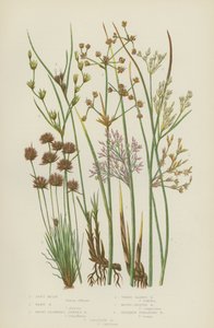 软蔺草、硬蔺草、钝花节蔺草、三叶蔺草、圆果蔺草 （彩色光刻） 作者 英语学校