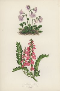 Soldanella Alpina；Hedysarum Obscurum（彩色石版画） 作者 英语学校