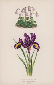 Soldanella Minima; Iris Reticulata（彩色石版画） 作者 英语学校