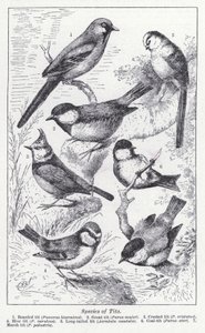 山雀的种类（石版画） 作者 英语学校