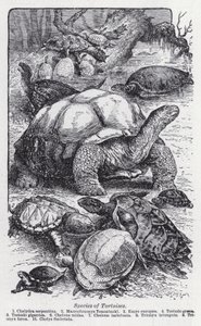 龟类的种类(litho) 作者 英语学校