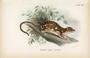 Spotted-Tailed Dasyure 作者 英语学校