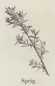 萌芽（雕刻） 作者 英语学校