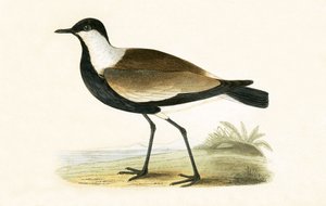Spur Winged Plover，来自&39;不列颠群岛未观察到的欧洲鸟类历史&39;的插图作者：Charles Robert Bree（1811-86），1867年出版 作者 英语学校