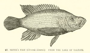 圣彼得斯鱼（Chromis Simonis），来自加利利湖 作者 英语学校