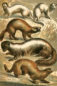 Stoat，Ermine，臭鼬，臭鼬和水貂或Minx 作者 英语学校