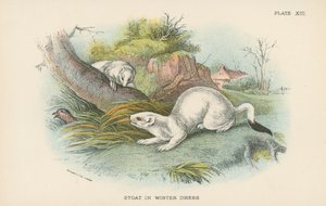 冬天穿着的Stoat 作者 英语学校