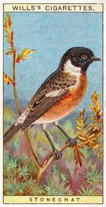 Stonechat 作者 英语学校