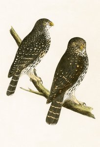 Strix Pusilla，由查尔斯·罗伯特·布里（1811-86）于1867年出版的“不列颠群岛未观察到的欧洲鸟类历史”中的插图 作者 英语学校